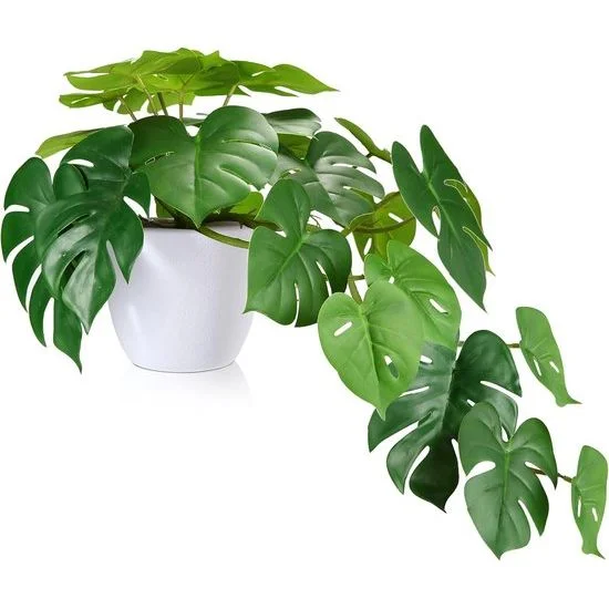 ribbi3187206